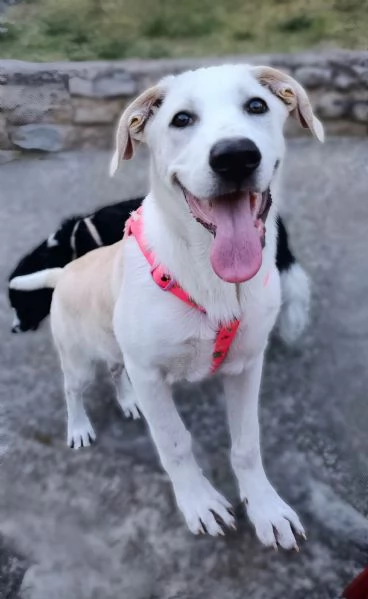 Belle cucciola di 5 mesi mix Labrador cerca casa  | Foto 4