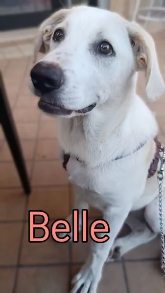 Belle cucciola di 5 mesi mix Labrador cerca casa  | Foto 1