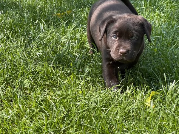 cuccioli labrador chocolat con pedigree  | Foto 6