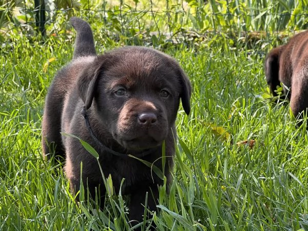 cuccioli labrador chocolat con pedigree  | Foto 2