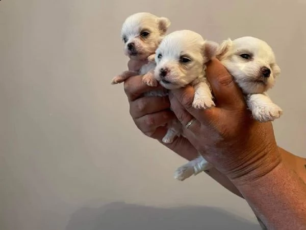 cuccioli di maltese 
