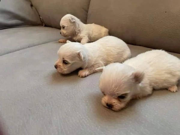 cuccioli di maltese  | Foto 3