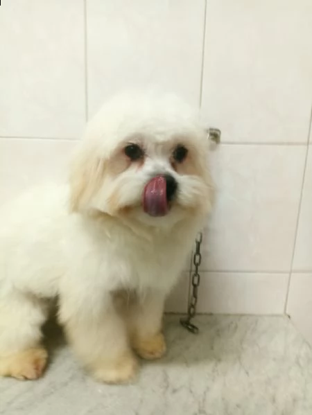 cuccioli di maltese  | Foto 2
