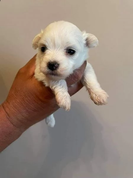 cuccioli di maltese  | Foto 1