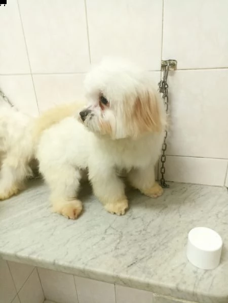 cuccioli di maltese  | Foto 0