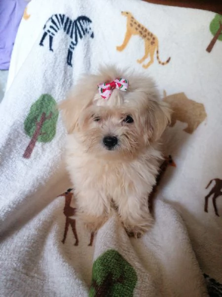 Maltipoo cuccioli | Foto 1