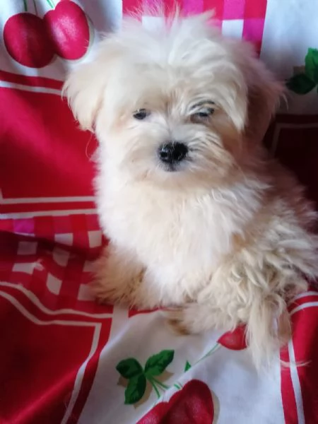 Maltipoo cuccioli | Foto 0
