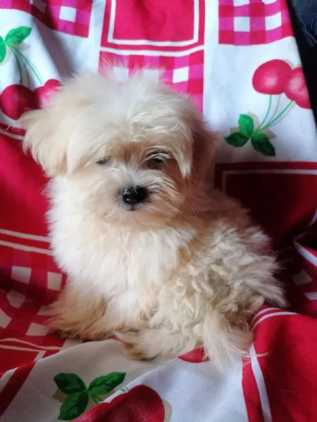 Maltipoo cuccioli