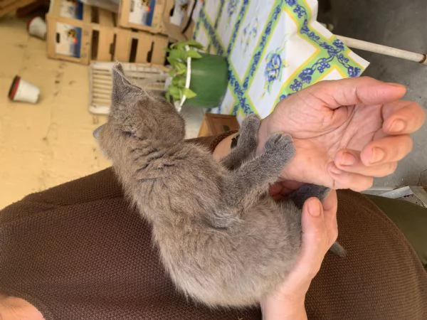 Regalo trovatello | Foto 0