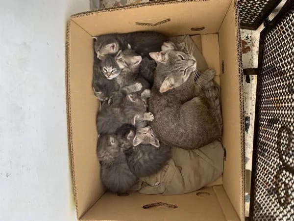 Regalo gattini 