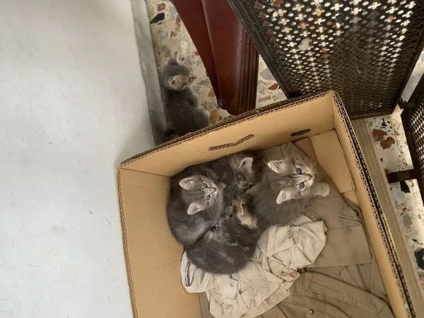 Regalo gattini  | Foto 2