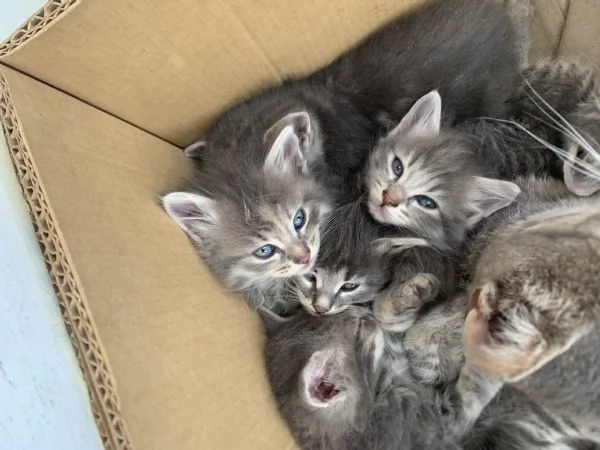 Regalo gattini  | Foto 1
