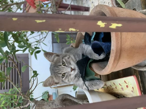 Regalo gattini  | Foto 0