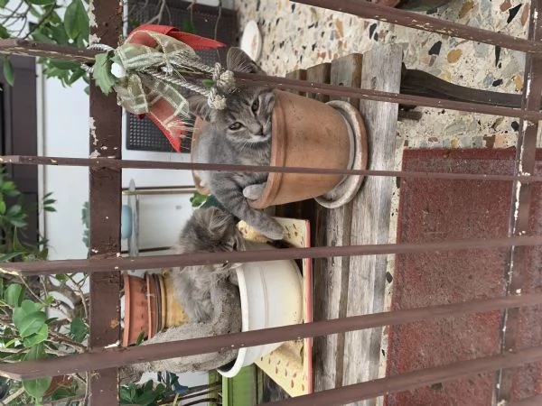 Regalo gattini 