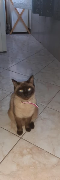 mamma gatta e figlio di 5 mesi