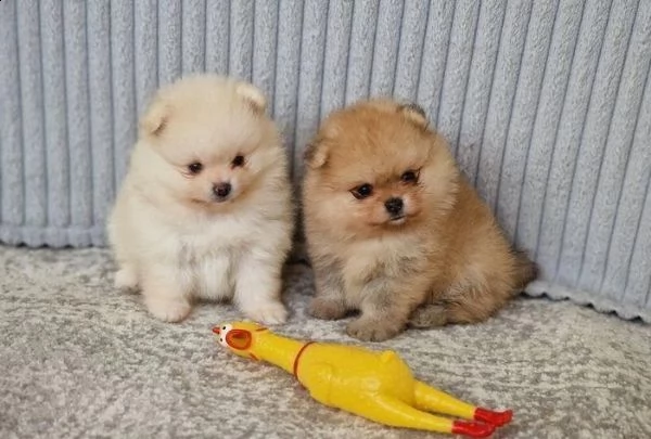 qui ho una cucciolata di cuccioli di pomerania di qualità