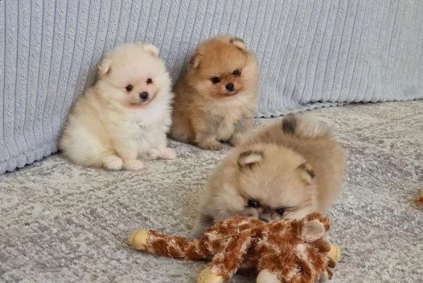 qui ho una cucciolata di cuccioli di pomerania di qualità | Foto 2