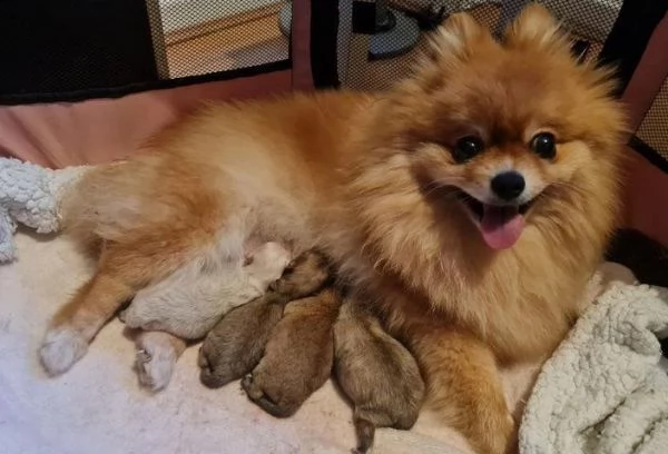 qui ho una cucciolata di cuccioli di pomerania di qualit | Foto 1