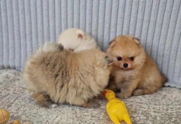 qui ho una cucciolata di cuccioli di pomerania di qualit | Foto 0