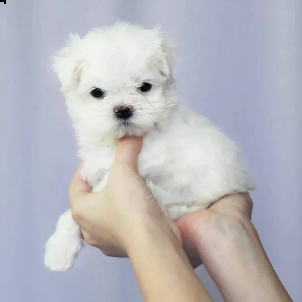 cuccioli di razza maltese toy!!!