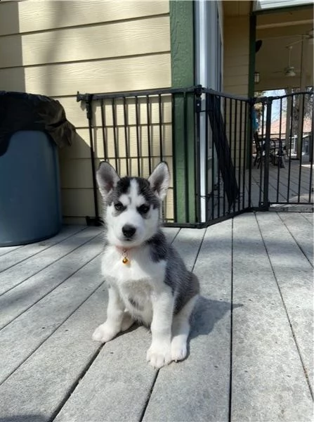 cuccioli di siberian husky in adozione