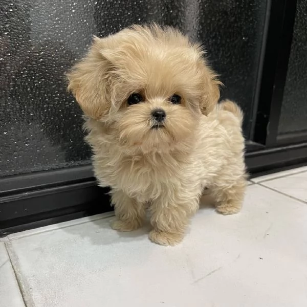 cuccioli di barboncino in adozione