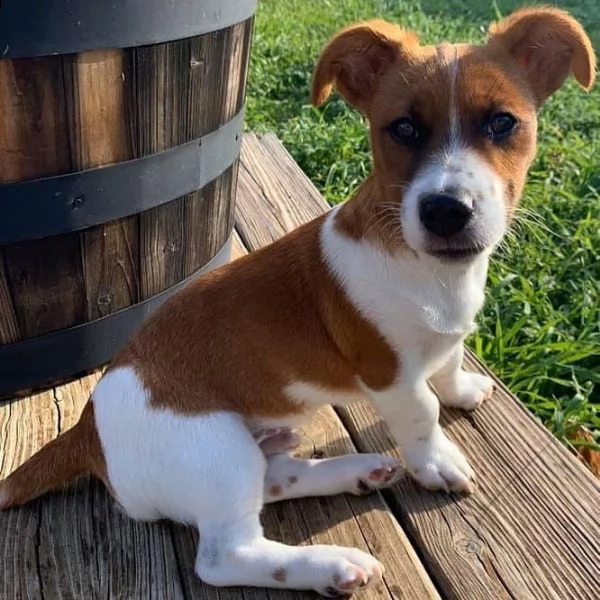 cuccioli di jack russell in adozione