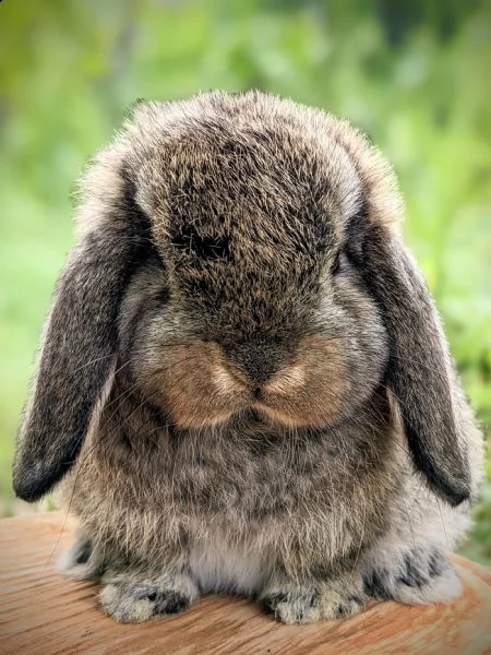 disponibili cuccioli di coniglio ariete nano e minilop | Foto 2