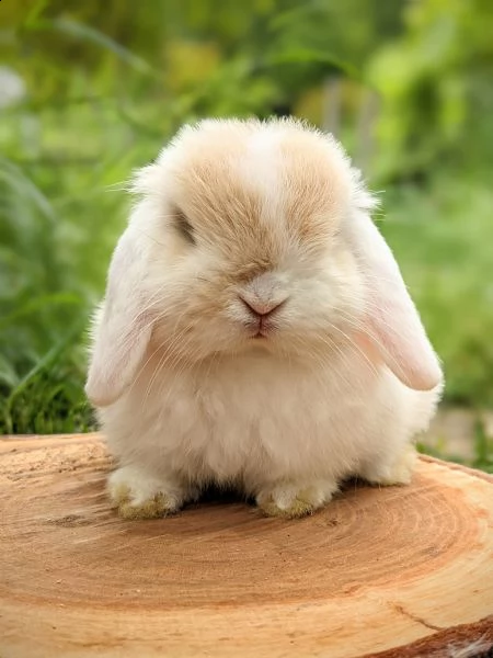 disponibili cuccioli di coniglio ariete nano e minilop | Foto 1
