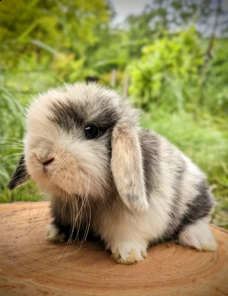 disponibili cuccioli di coniglio ariete nano e minilop