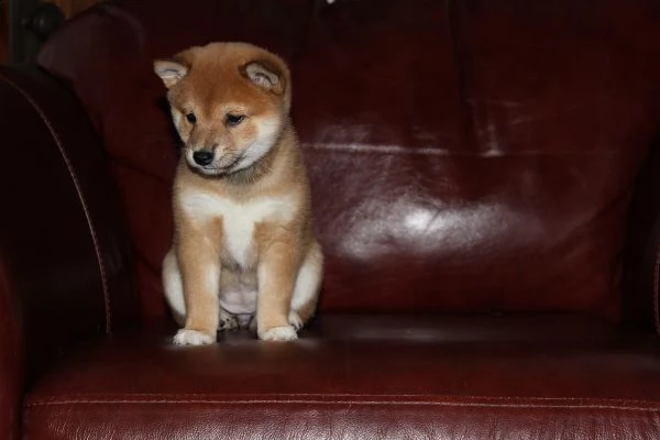 cuccioli di shiba inu