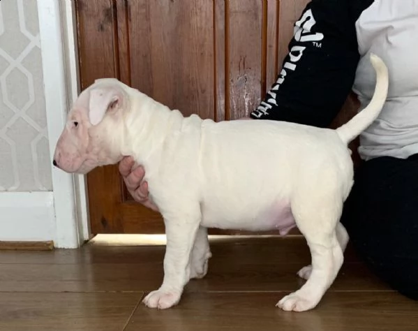 cuccioli bull terrier | Foto 0