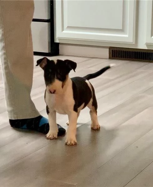 cuccioli bull terrier