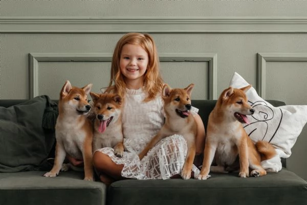 cuccioli shiba inu di razza pura, pedigree fci