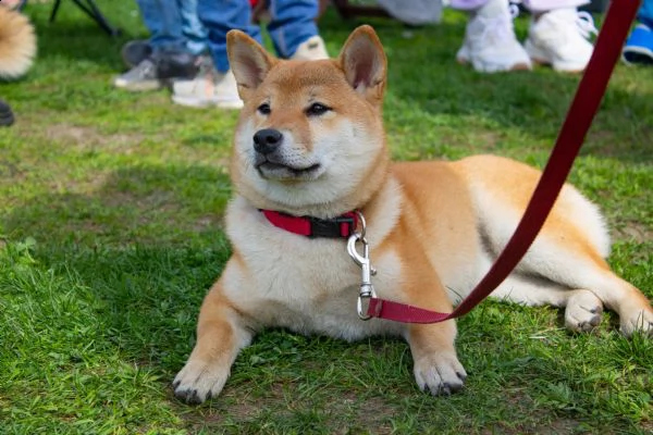 cuccioli shiba inu di razza pura, pedigree fci | Foto 6
