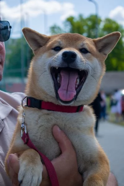 cuccioli shiba inu di razza pura, pedigree fci | Foto 3