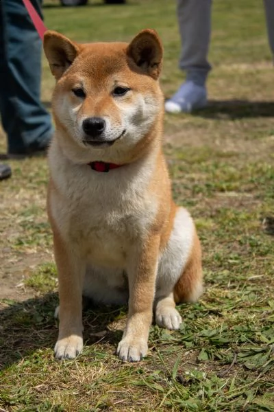 cuccioli shiba inu di razza pura, pedigree fci | Foto 1