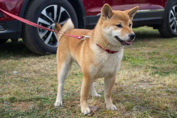 cuccioli shiba inu di razza pura, pedigree fci | Foto 0