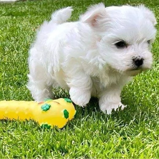 maltese mini toy