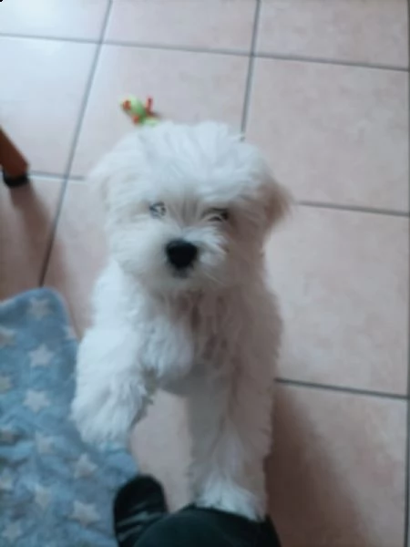 cuccioli di razza maltese toy | Foto 0