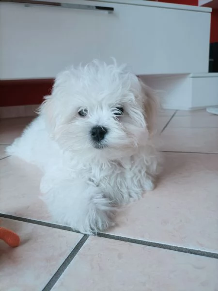 cuccioli di razza maltese toy