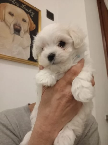 cuccioli di maltese toy | Foto 0