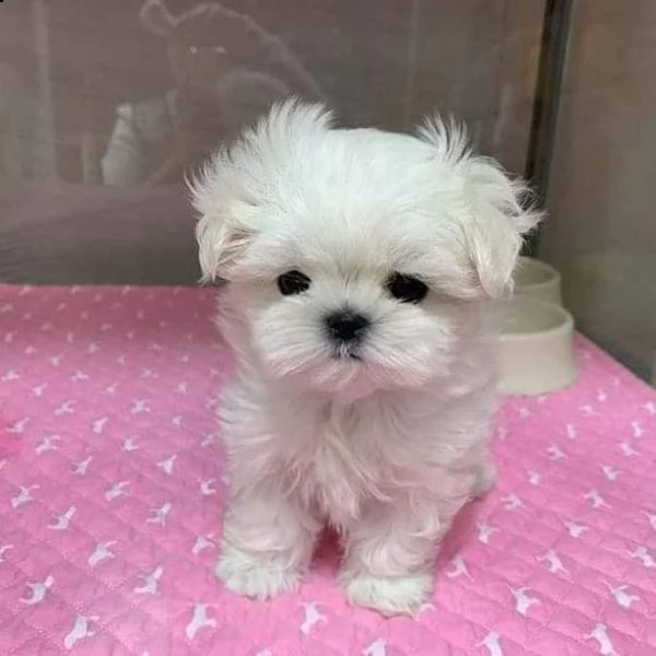 cuccioli maltesi maschio e femmina | Foto 0