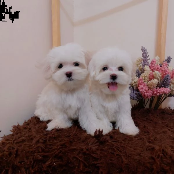 disponibili 2 cuccioli di maltese toy  | Foto 0