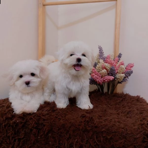 disponibili 2 cuccioli di maltese toy 
