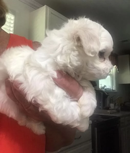 maltesi cuccioli tutti bianchi!!