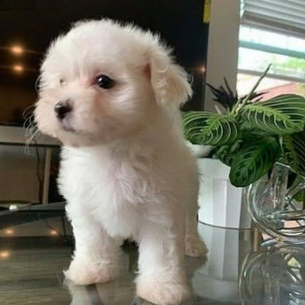 maltese mini toy