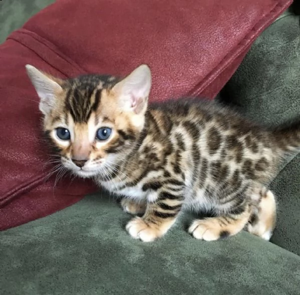 gattini bengala 3 mesi di dolcezza | Foto 0