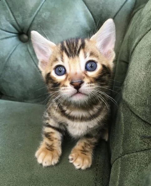 gattini bengala 3 mesi di dolcezza