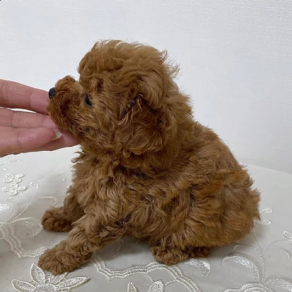 cuccioli di barboncino  | Foto 0